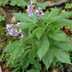 foto dentaria planta medicinal