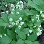 foto dentaria planta medicinal