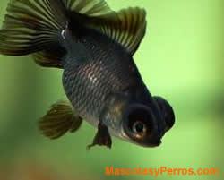 Peces Telescopio 