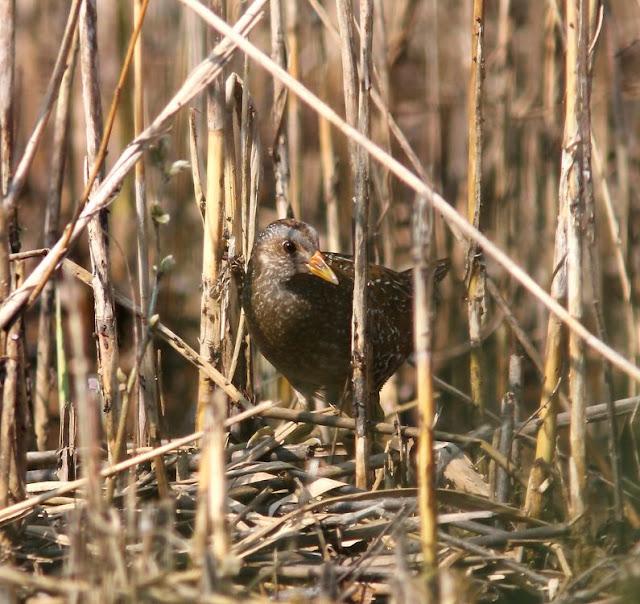 TXINGUDI-EL RASCÓN Y LA POLLUELA