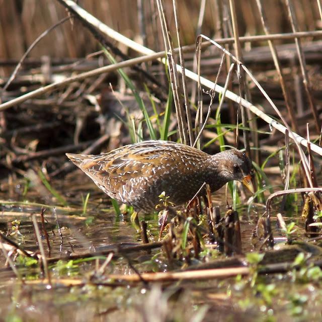 TXINGUDI-EL RASCÓN Y LA POLLUELA