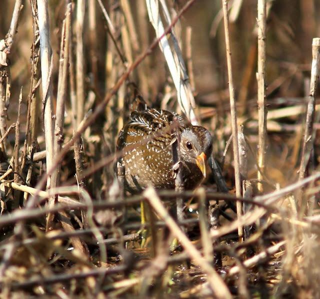 TXINGUDI-EL RASCÓN Y LA POLLUELA