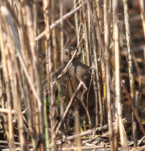 TXINGUDI-EL RASCÓN Y LA POLLUELA