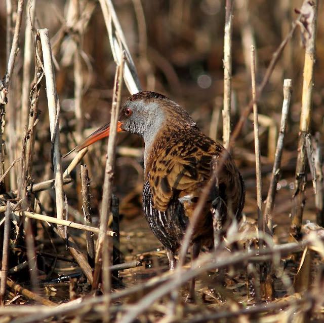 TXINGUDI-EL RASCÓN Y LA POLLUELA