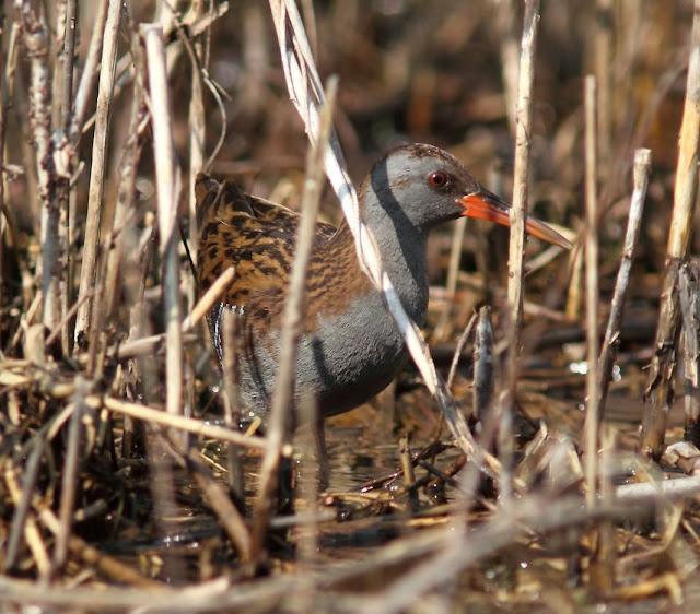 TXINGUDI-EL RASCÓN Y LA POLLUELA