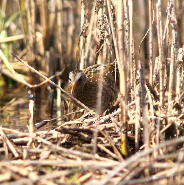 TXINGUDI-EL RASCÓN Y LA POLLUELA