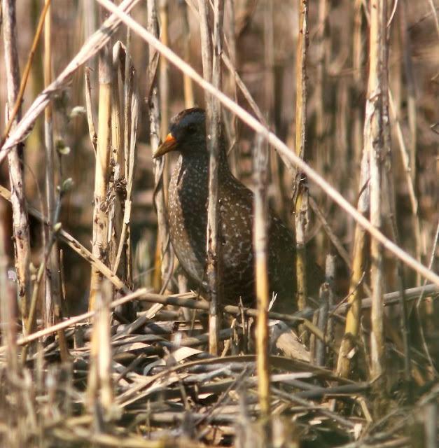 TXINGUDI-EL RASCÓN Y LA POLLUELA