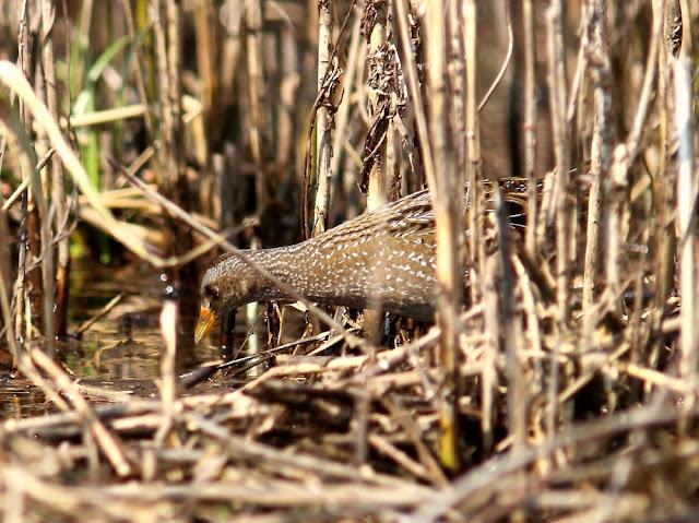 TXINGUDI-EL RASCÓN Y LA POLLUELA