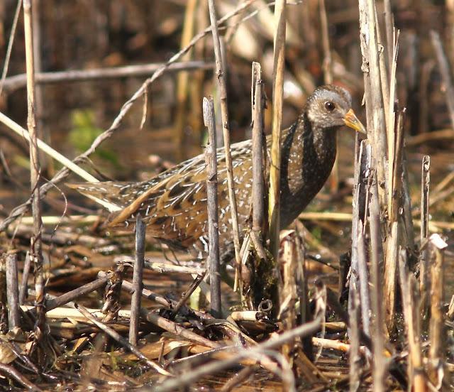 TXINGUDI-EL RASCÓN Y LA POLLUELA
