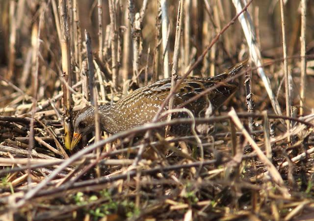 TXINGUDI-EL RASCÓN Y LA POLLUELA