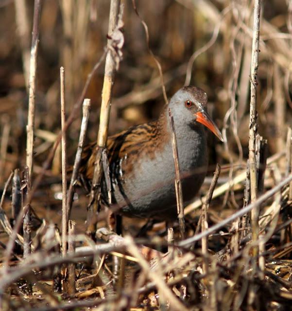 TXINGUDI-EL RASCÓN Y LA POLLUELA