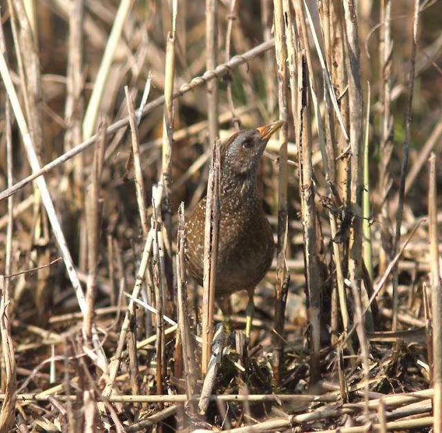 TXINGUDI-EL RASCÓN Y LA POLLUELA