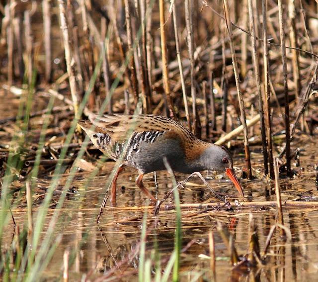 TXINGUDI-EL RASCÓN Y LA POLLUELA