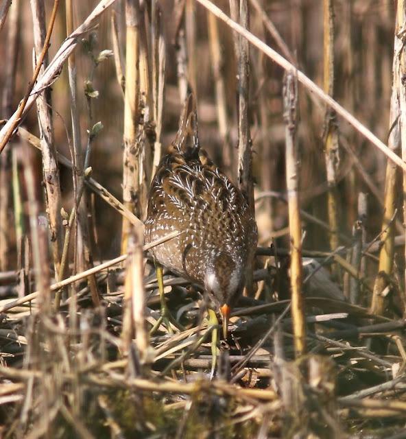 TXINGUDI-EL RASCÓN Y LA POLLUELA