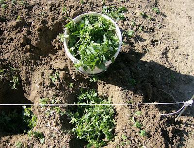 EL TRASPLANTE DE LAS PRIMERAS TOMATERAS DEL 2012