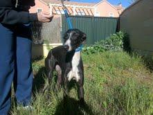 NELA es una galga preciosa y muy juguetona le encanta estar con otras perros. (Sevilla)‏
