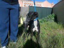 NELA es una galga preciosa y muy juguetona le encanta estar con otras perros. (Sevilla)‏