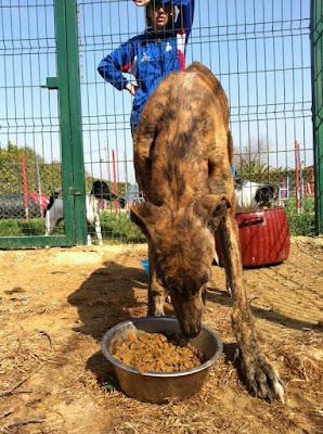 GALGO ABANDONADO CON SARNA Y ESQUELÉTICO!! se  paga tratamiento y castración. (Sevilla)