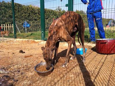 GALGO ABANDONADO CON SARNA Y ESQUELÉTICO!! se  paga tratamiento y castración. (Sevilla)