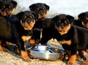 Caracteristicas perros Rottweiler