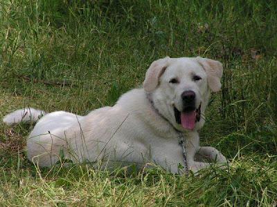Precioso mastín del pirineo que va a la perrera por enfermedad grave de su dueña. (Madrid)