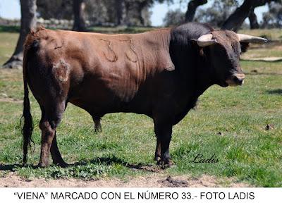 SELECCIONADOS LOS TOROS DE JARALTA PARA LA CORRIDA DE PRIEGO DE CÓRDOBA