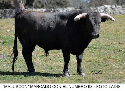 SELECCIONADOS LOS TOROS DE JARALTA PARA LA CORRIDA DE PRIEGO DE CÓRDOBA