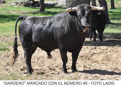 SELECCIONADOS LOS TOROS DE JARALTA PARA LA CORRIDA DE PRIEGO DE CÓRDOBA