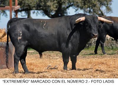 SELECCIONADOS LOS TOROS DE JARALTA PARA LA CORRIDA DE PRIEGO DE CÓRDOBA