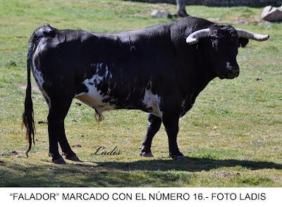 SELECCIONADOS LOS TOROS DE JARALTA PARA LA CORRIDA DE PRIEGO DE CÓRDOBA