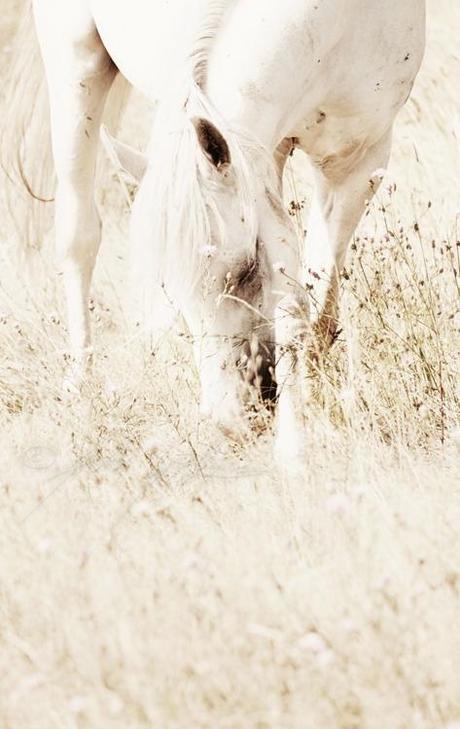 SUEÑO EN BLANCO _ MI NUEVO BLOG