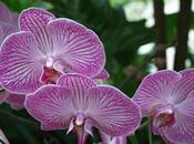 Jardín Botánico Singapur