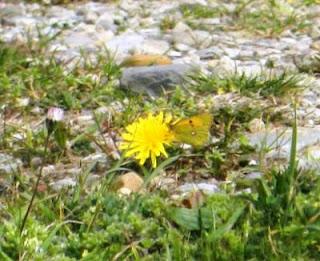 Los últimos invernantes