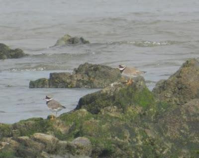 Los últimos invernantes