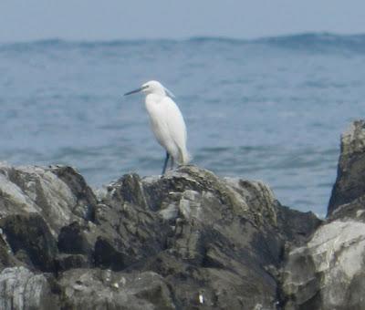Los últimos invernantes