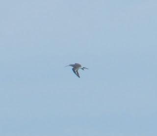 Los últimos invernantes