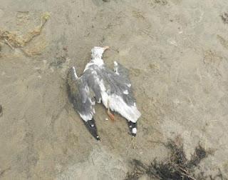 Los últimos invernantes