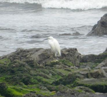 Los últimos invernantes