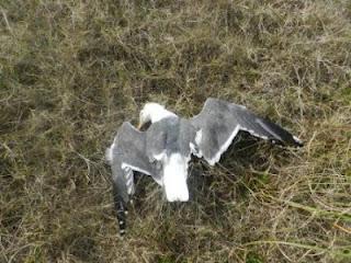 Los últimos invernantes