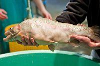 Ciencia y Alimentación. Trucha musculada por modificación genética. Rafael Barzanallana