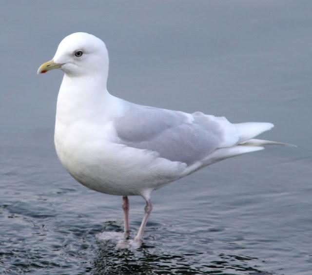 LA BARNACLA CARINEGRA Y TXINGUDI PLAIAUNDI