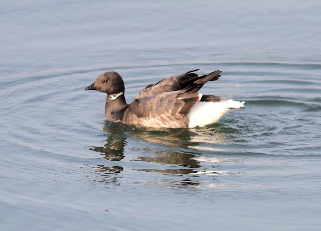 LA BARNACLA CARINEGRA Y TXINGUDI PLAIAUNDI