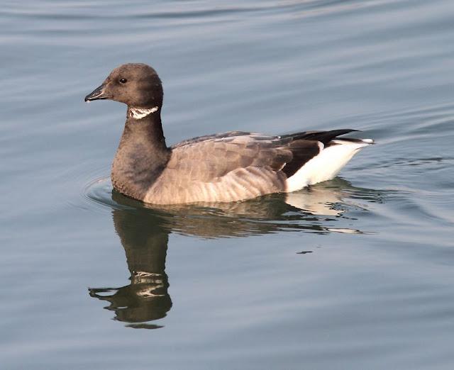 LA BARNACLA CARINEGRA Y TXINGUDI PLAIAUNDI