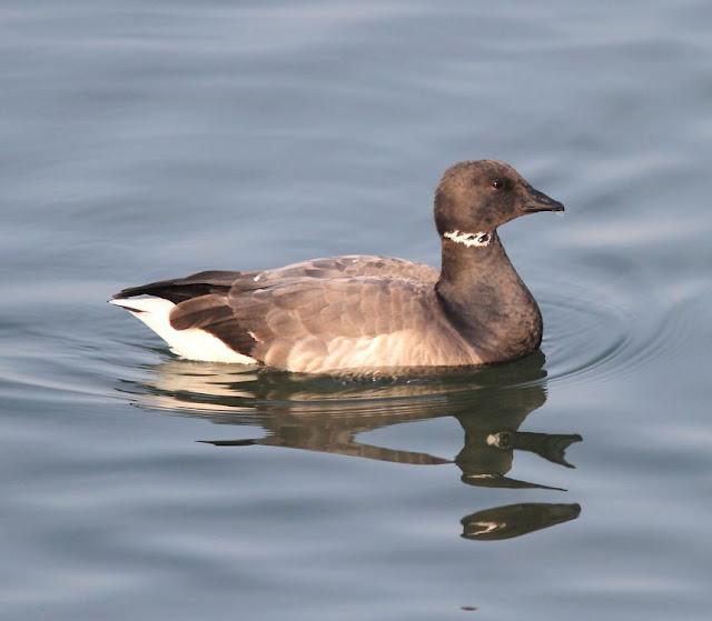 LA BARNACLA CARINEGRA Y TXINGUDI PLAIAUNDI
