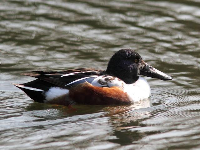 LA BARNACLA CARINEGRA Y TXINGUDI PLAIAUNDI