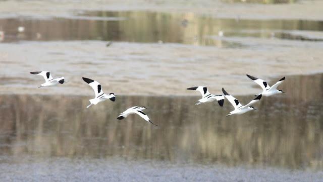LA BARNACLA CARINEGRA Y TXINGUDI PLAIAUNDI