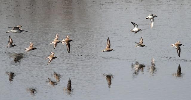 LA BARNACLA CARINEGRA Y TXINGUDI PLAIAUNDI