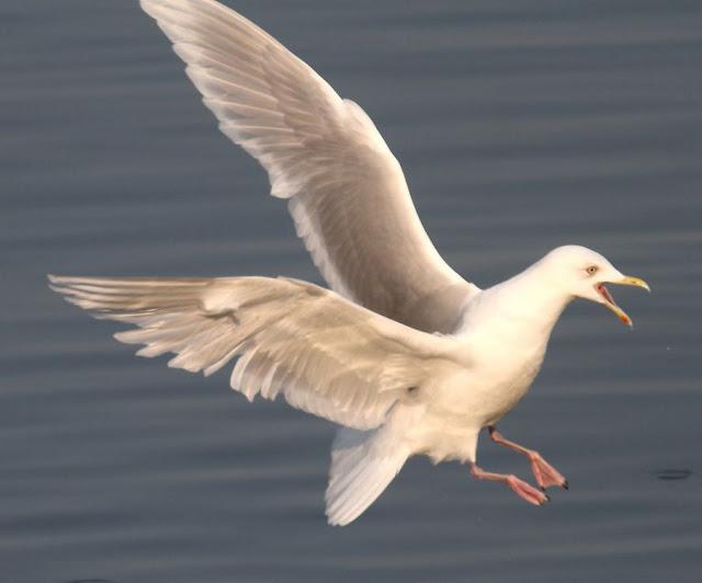 LA BARNACLA CARINEGRA Y TXINGUDI PLAIAUNDI
