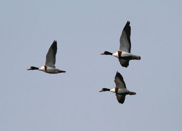 LA BARNACLA CARINEGRA Y TXINGUDI PLAIAUNDI
