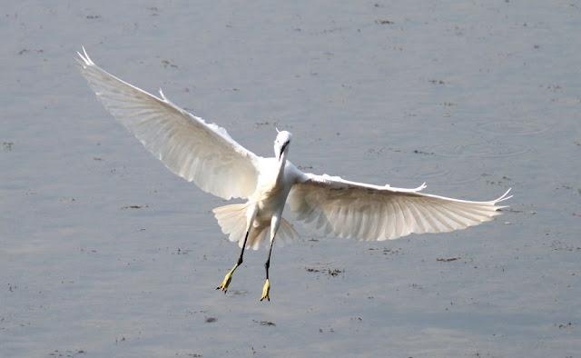 LA BARNACLA CARINEGRA Y TXINGUDI PLAIAUNDI
